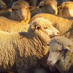 Merino sheep at sunset