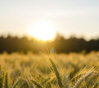 Wheat crop at sunset