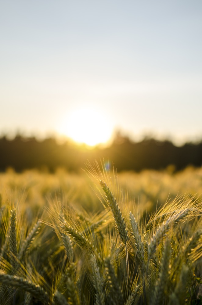 Wheat crop at sunset