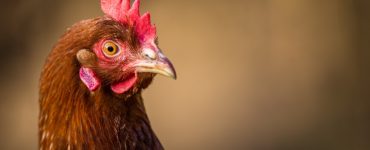 A single hen